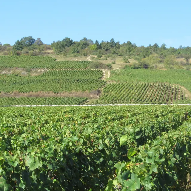 Clos du Vernoy et Grande Berge 1er cru