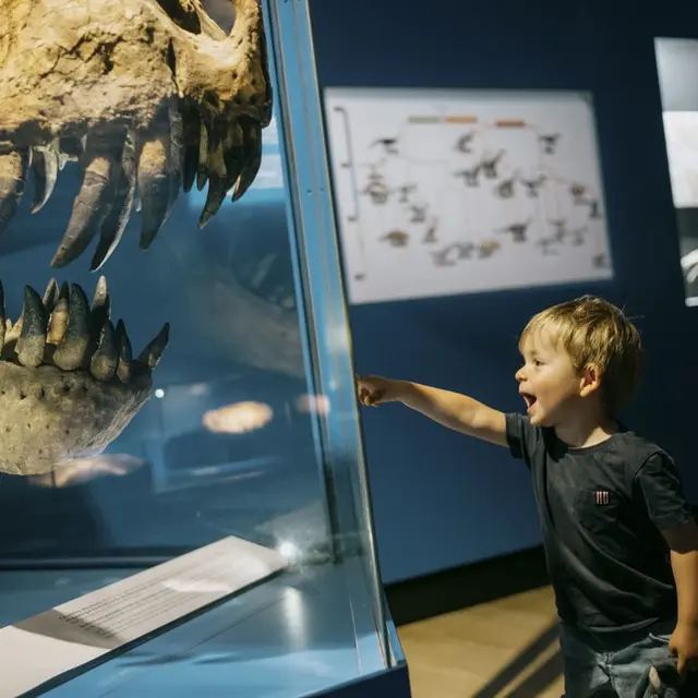 Vitrine enfant T-rex