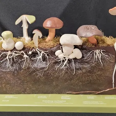 Visuel atelier famille En forme les champignons