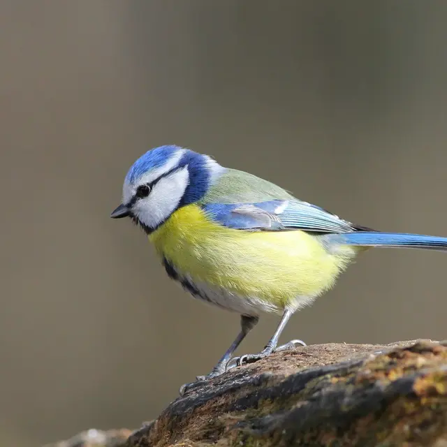 Visuel atelier famille Oiseaux de nos jardins CC