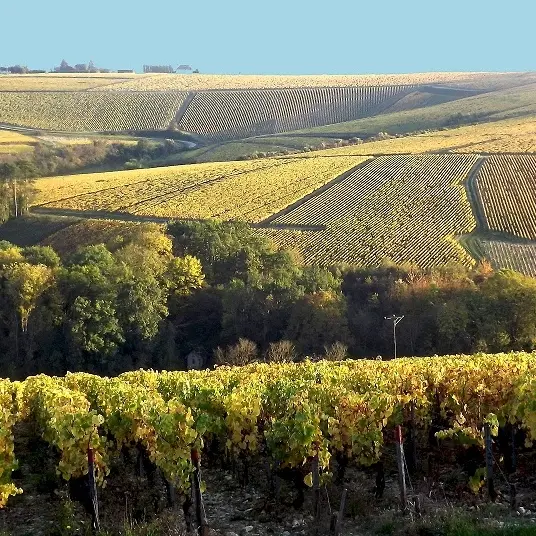 couleurs automne chablis - Chablis Vititours