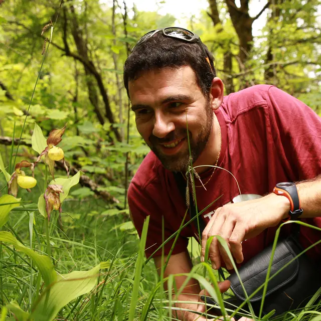 cypripedium calceolus