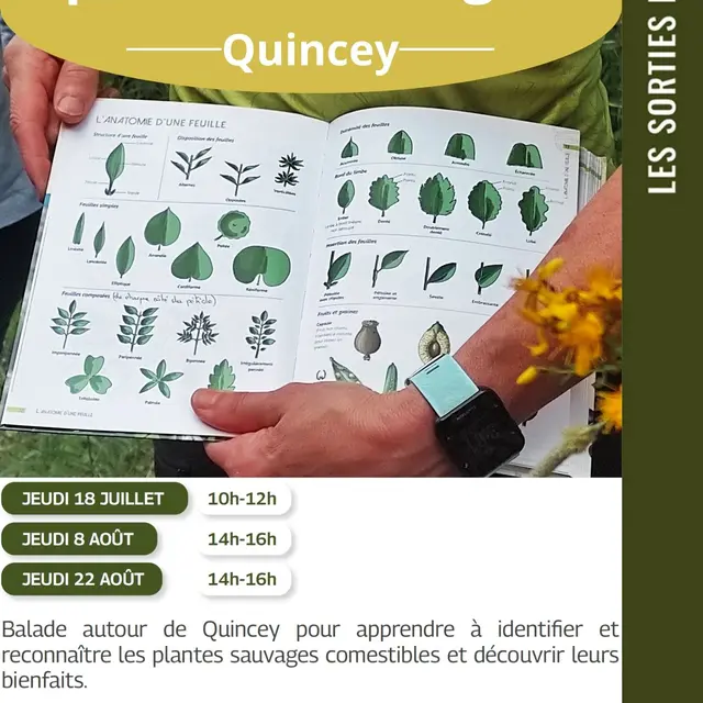 affiche_plantes_sauvages - 1