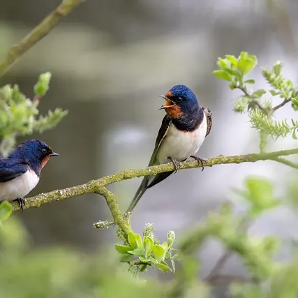 Oiseaux
