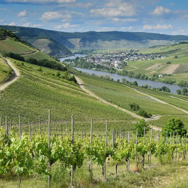Vignoble