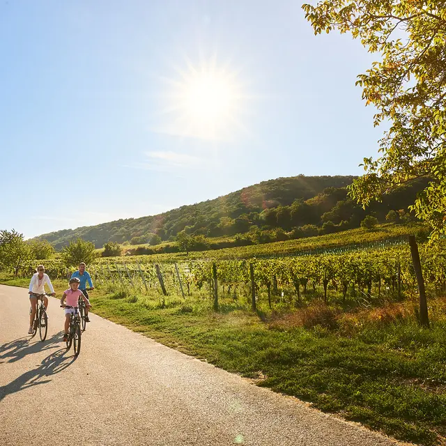 Vignes famille vélo