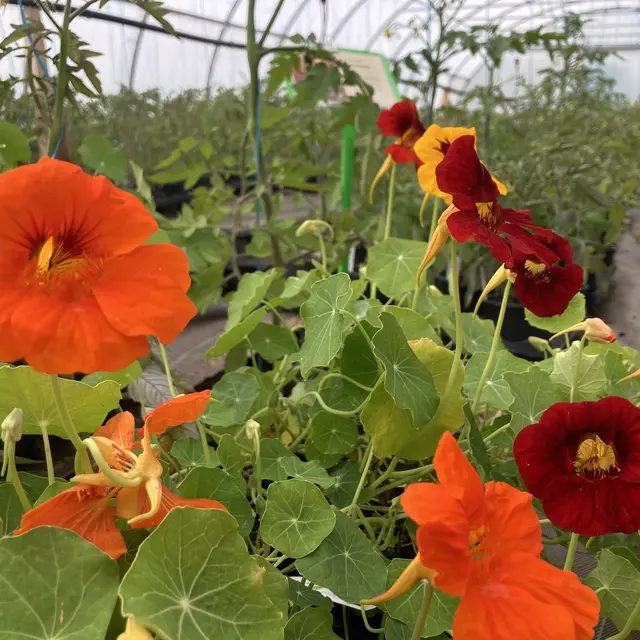 fleurs