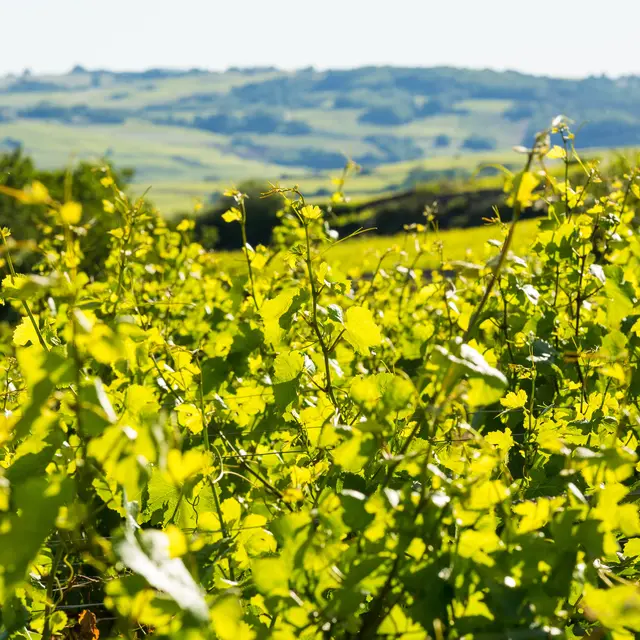 hd-experience-œnologique-prestige-gite-les-sarments-2506