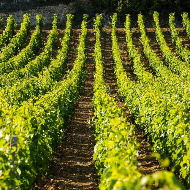Expérience -oenologique-evasion-gite-les-sarments-2538