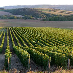 Photo paysage de vignes