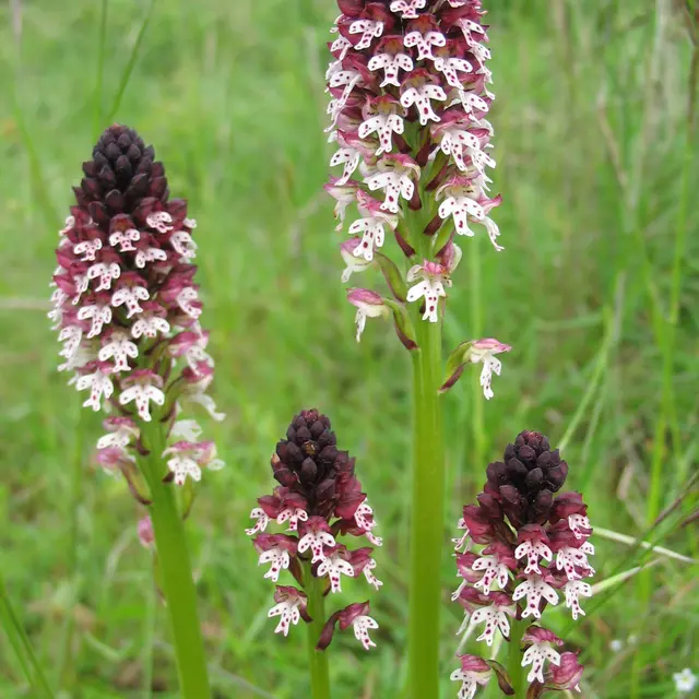 orchis brûlé - Copie - Copie