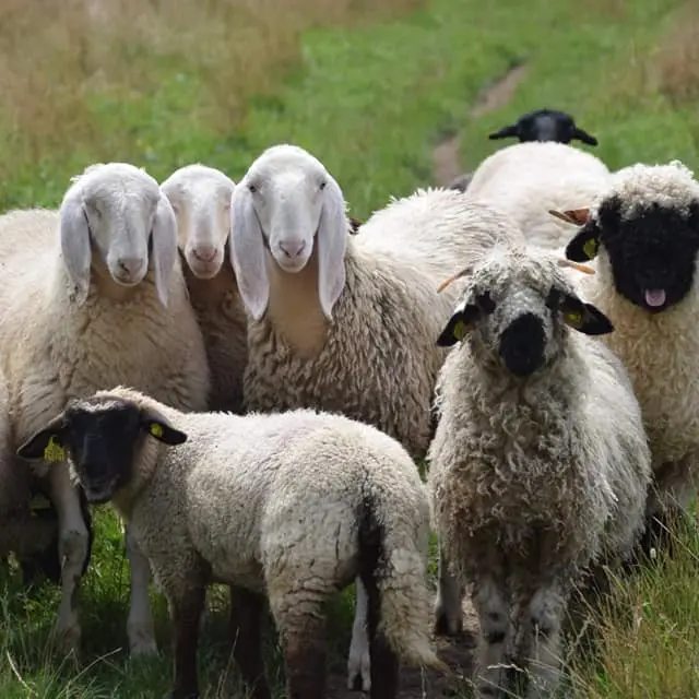 moutons