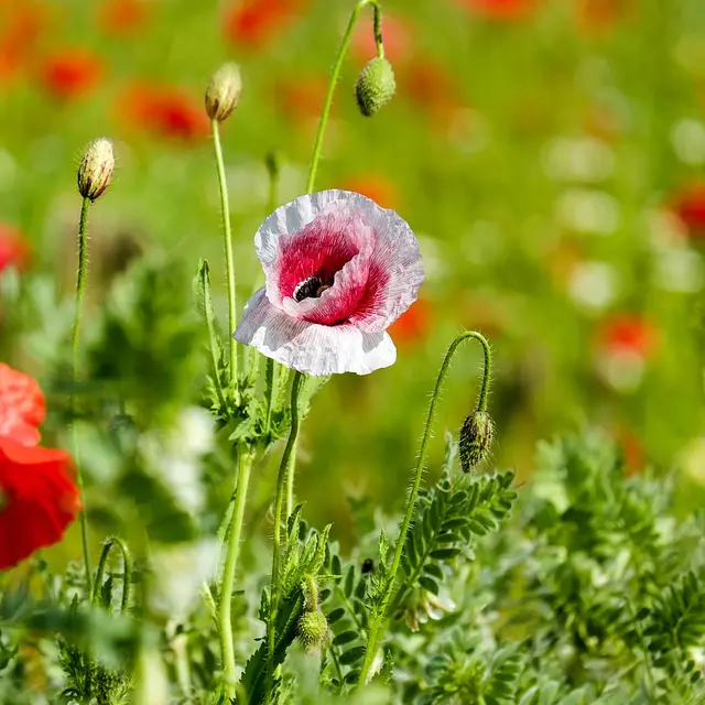 poppy-flowers-2426965_1280