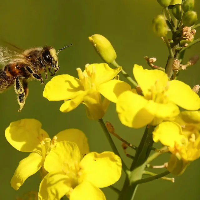 Le Monde des abeilles