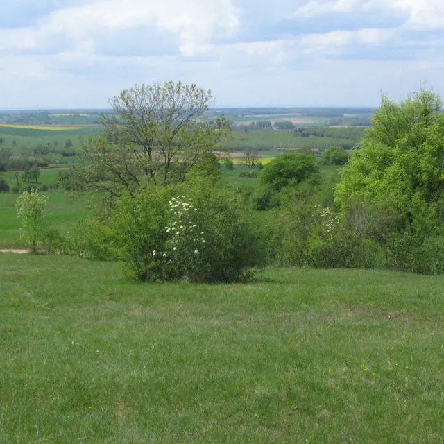 Pelouse  de la vigne aux lièvres