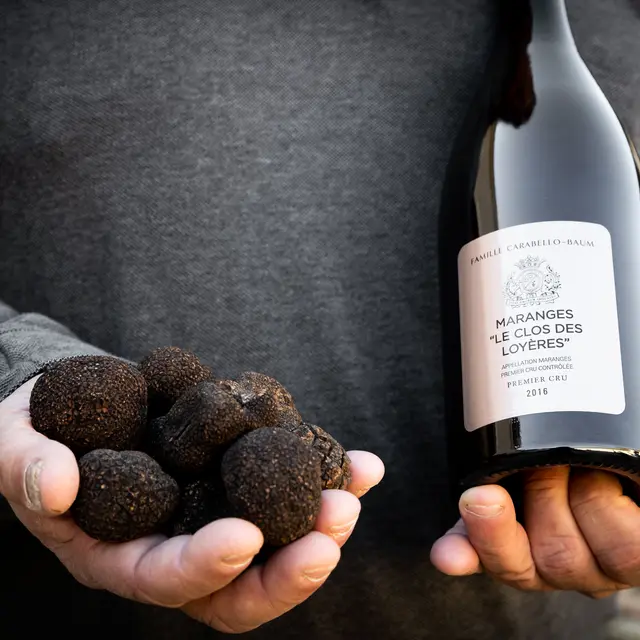 Expérience Autour de la Truffe