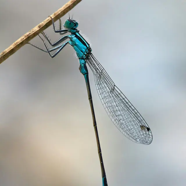 libellule bleue