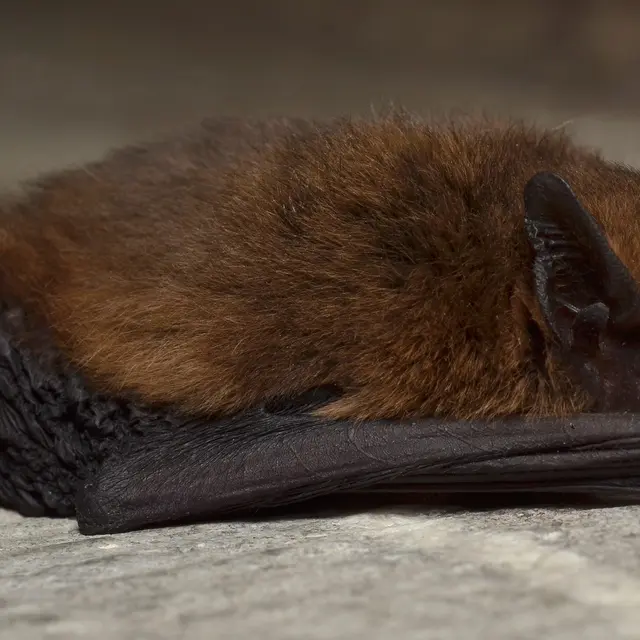 Nuit de la chauve-souris
