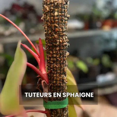 Atelier tuteur en sphaigne