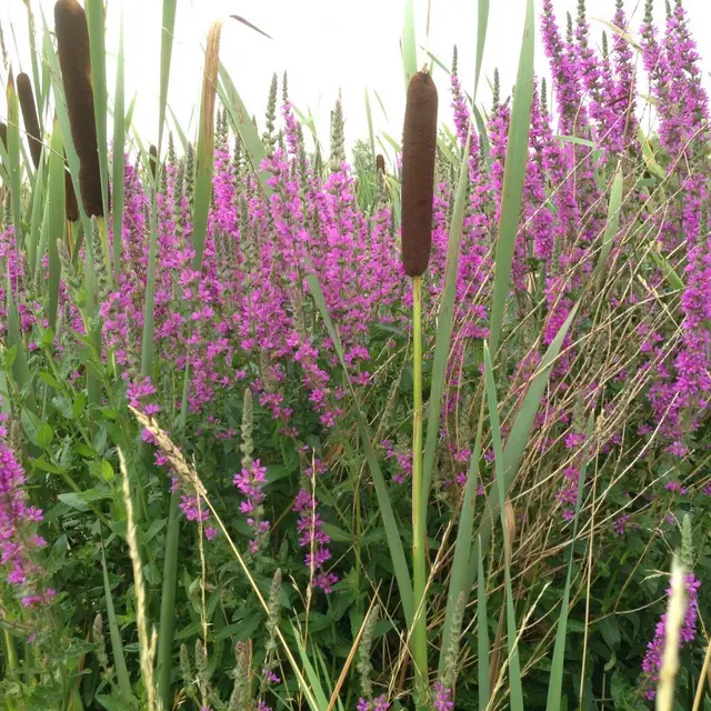 ArbreEtPlantes