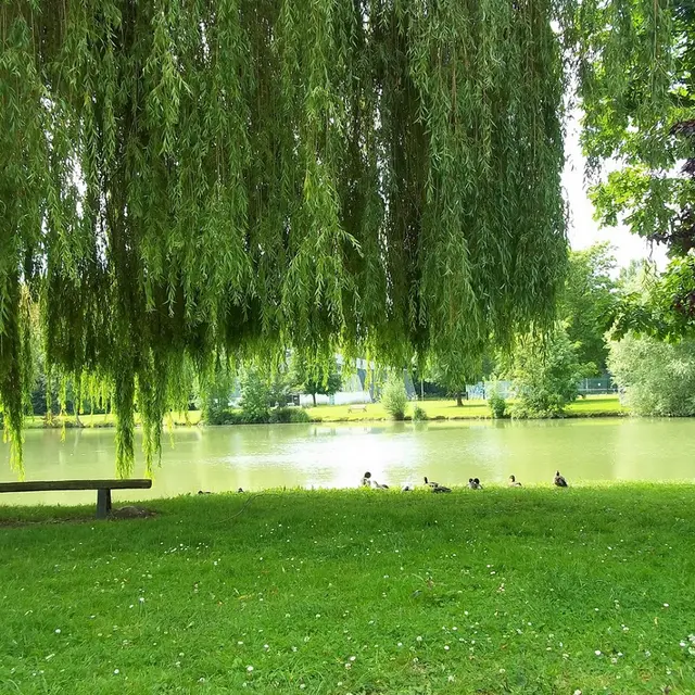 Etang de l'Aigrette