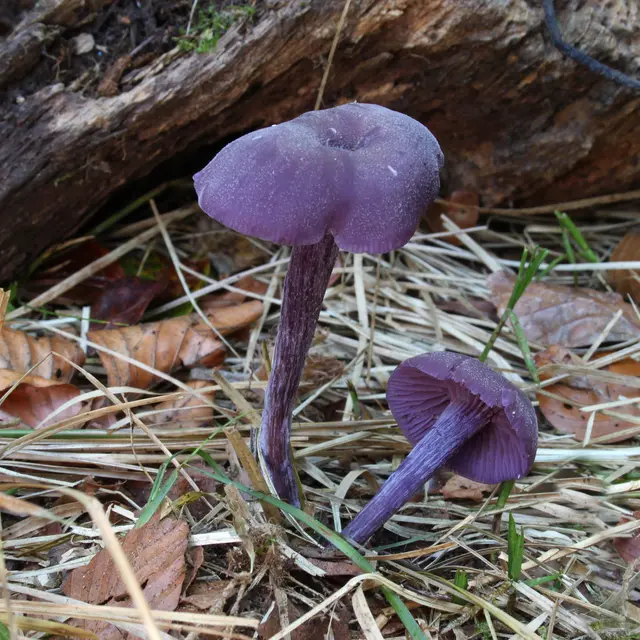 Champignons