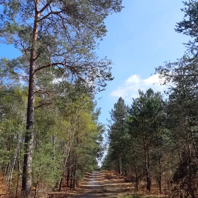 Foret ermenonville