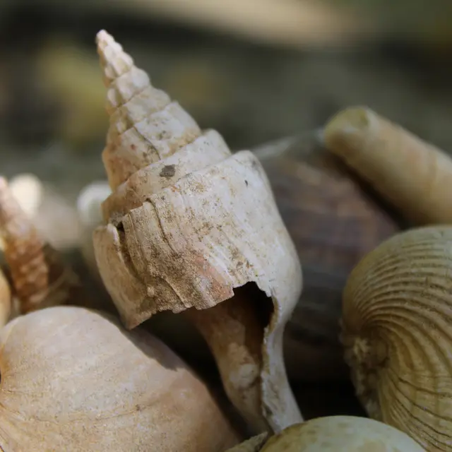Fossiles du géosite cuisien