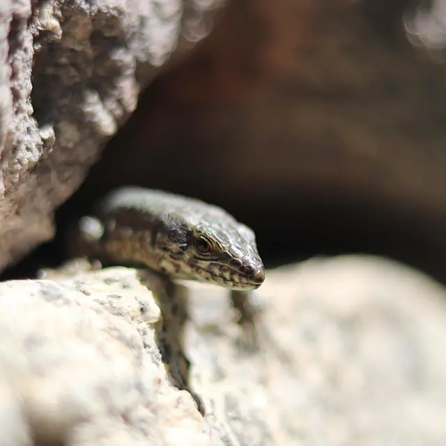 Sortie nature reptiles < Laon < Aisne < Picardie