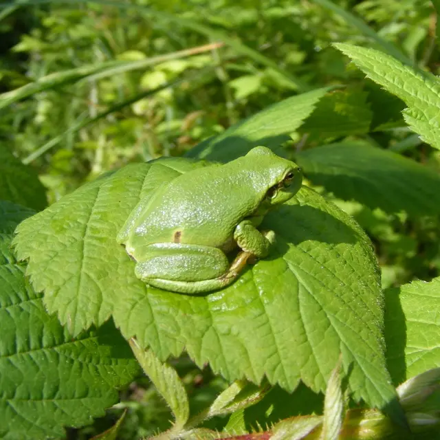 Rainette1 (Yser Houck)