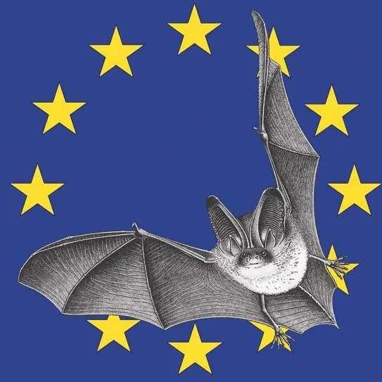 nuit-chauve-souris-crespin