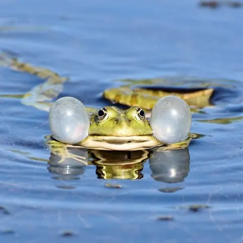 Balade naturaliste : 