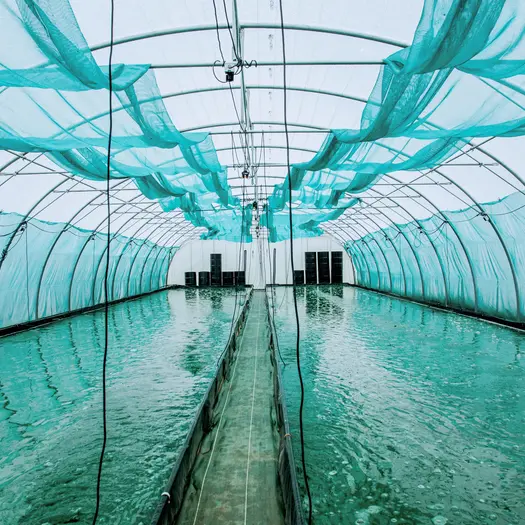 Visite d'Etika Spirulina, une ferme urbaine éthique et étonnante !_1