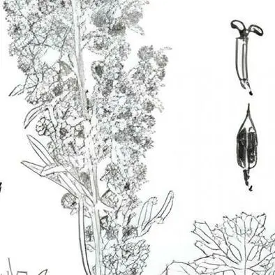 Atelier : Les sillons de la botanique_1