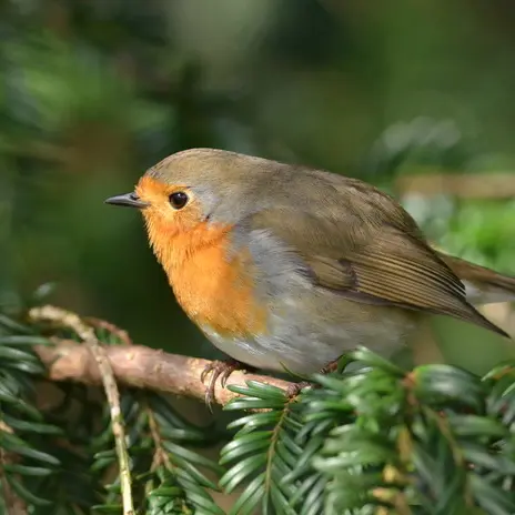 Le monde magique et poétique des oiseaux_1