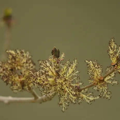 Balade naturaliste : rosées printanières_1