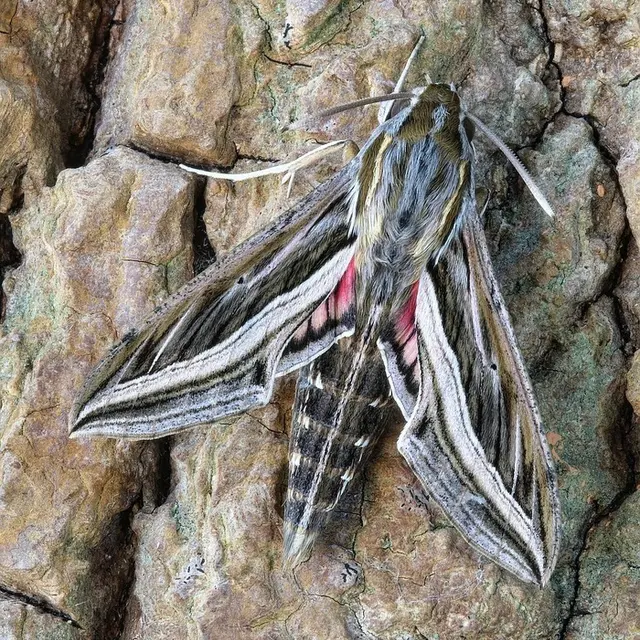 Sortie naturaliste éco-citoyenne : papillons de nuit et autres insectes nocturnes_1