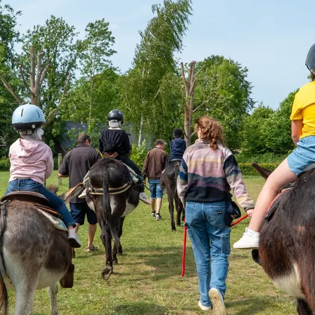 balade avec anes flanerie Esquelbecq