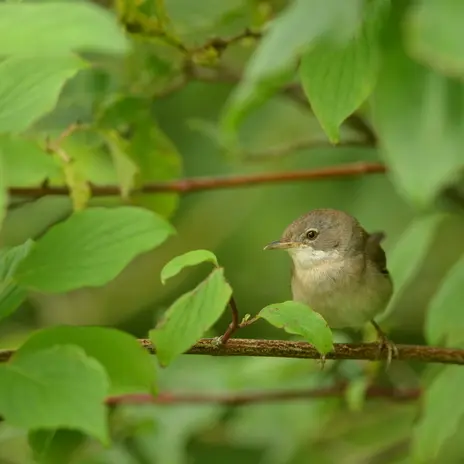Balade naturaliste : 