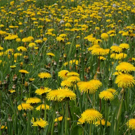Balade naturaliste : plantes sauvages et art de la table_1