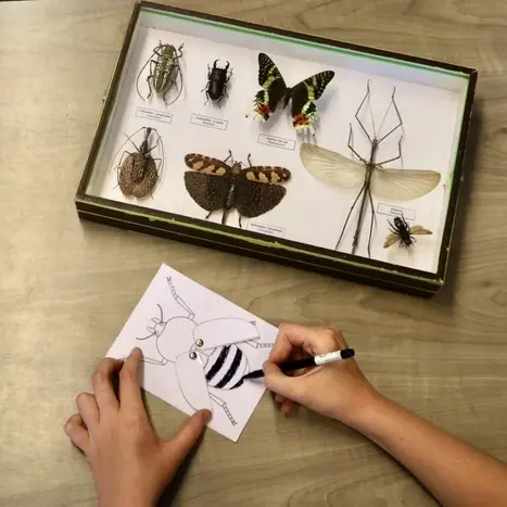 Les petits labos du Musée / Crée ton insecte_1