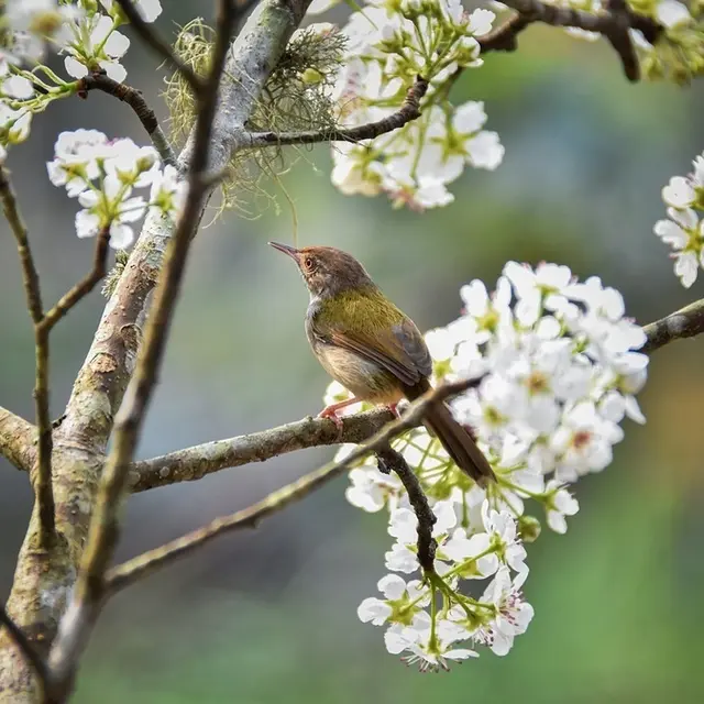 Nature, boutures et teinture_1