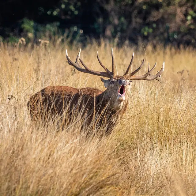 brame du cerf 2