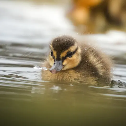 Balade naturaliste : décor de plumes_1