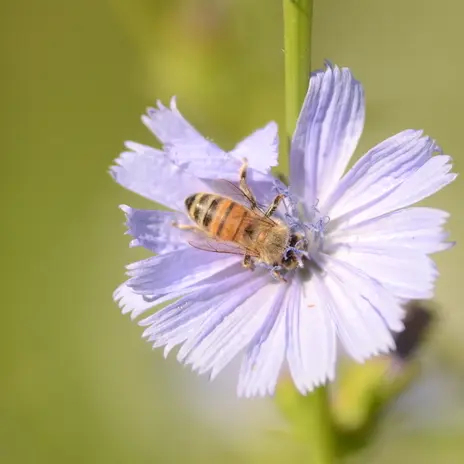 Balade naturaliste : l’orchestre des butineurs_1