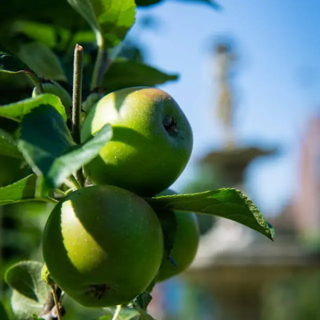 Taille de formation et de lattage des arbres fruitiers_1
