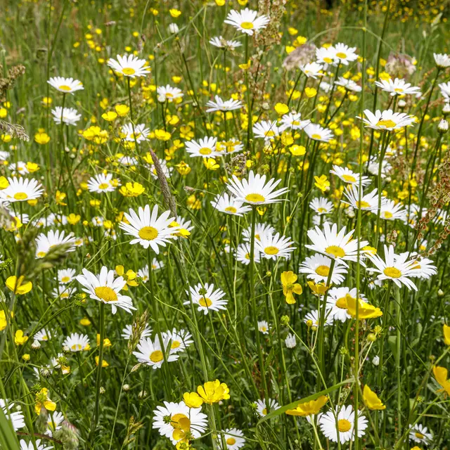 ca-ConservatoirebotaniqueBailleul-14_diaporama