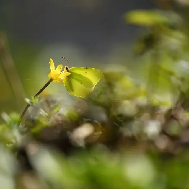 Balade naturaliste : papillons de lumière_1