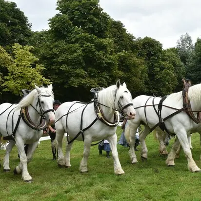 Les amis du cheval_1