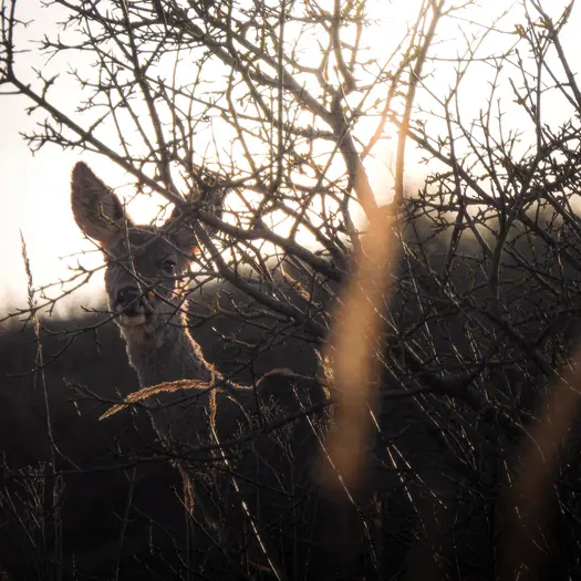 Les Nymphéas de Claude Moineau_1